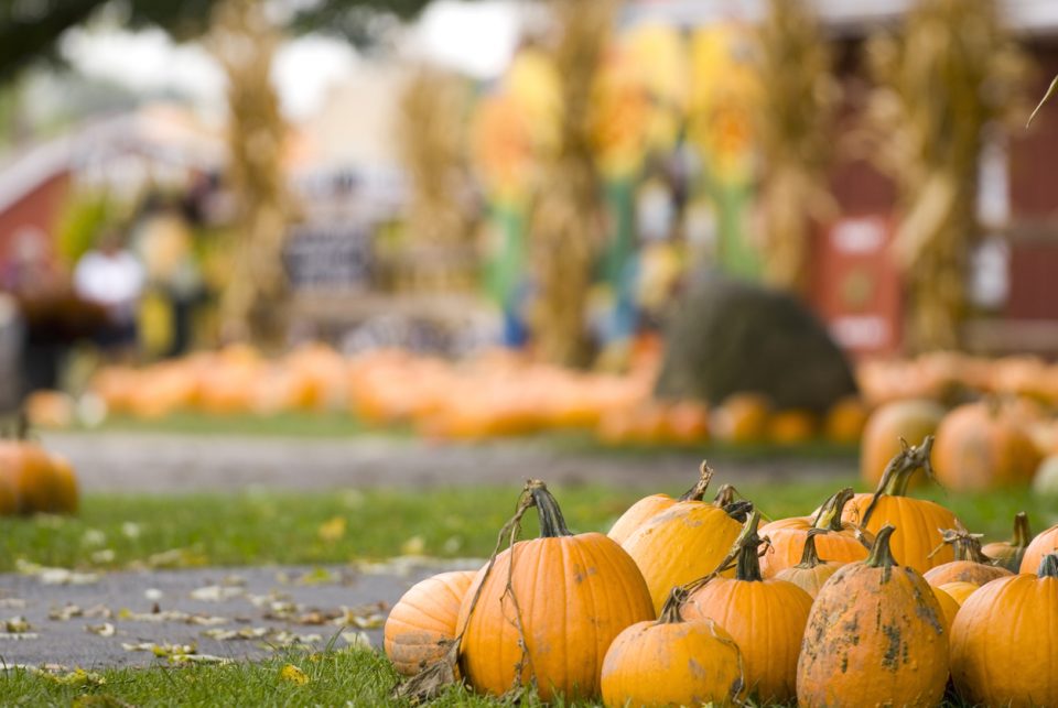 Fall Festival