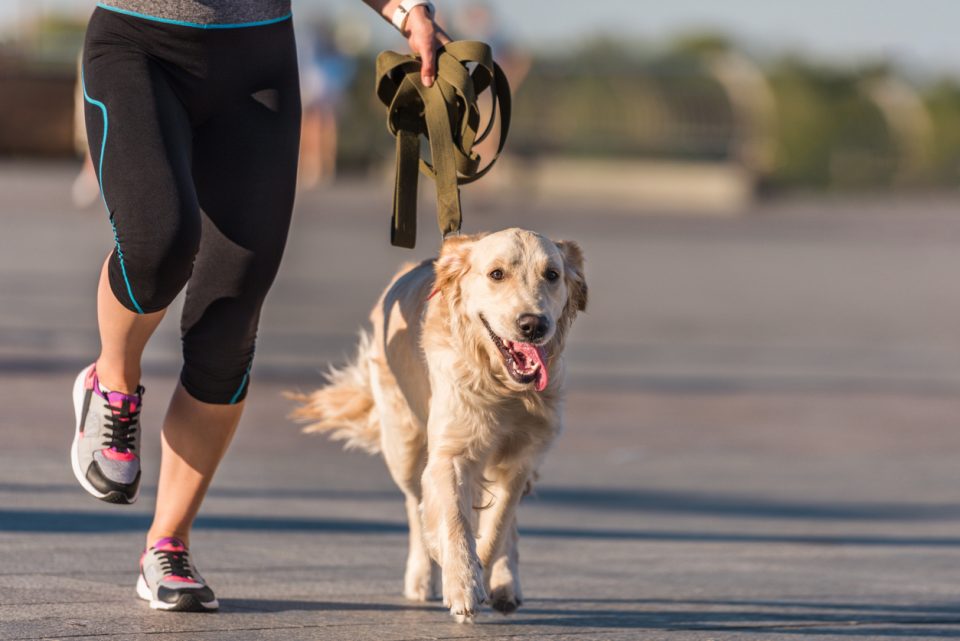 Mutt Strut